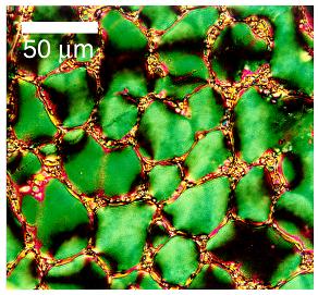 Colloids