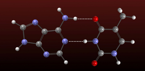 Illustrating the structures of adenine (left) and thymine (right) as well as the hydrogen bonding between them. Carbon atoms are gray, nitrogen atoms blue, oxygen atoms red and hydrogen atoms white