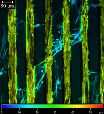Z-stack of confocal images colour-coded according to height of 3T3 cells