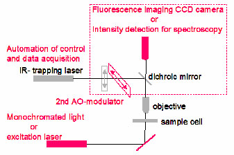 Proposed additions to Optical Tweezer apparatus are shown in red.