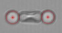 Red blood cell in optical tweezers
