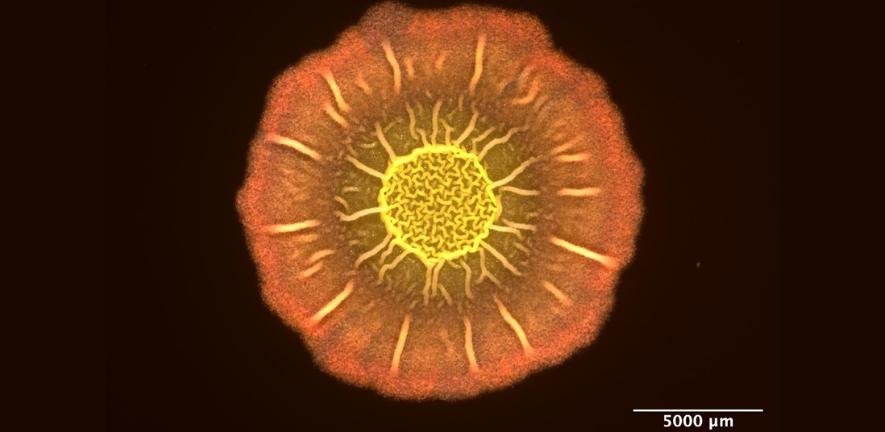 Fluorescence image of a B. subtilis biofilm 