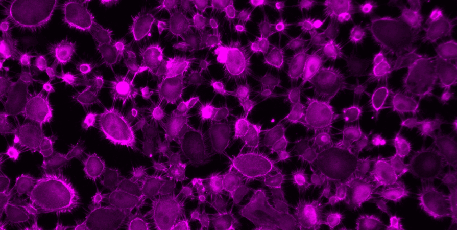 Connected cells and connected researchers