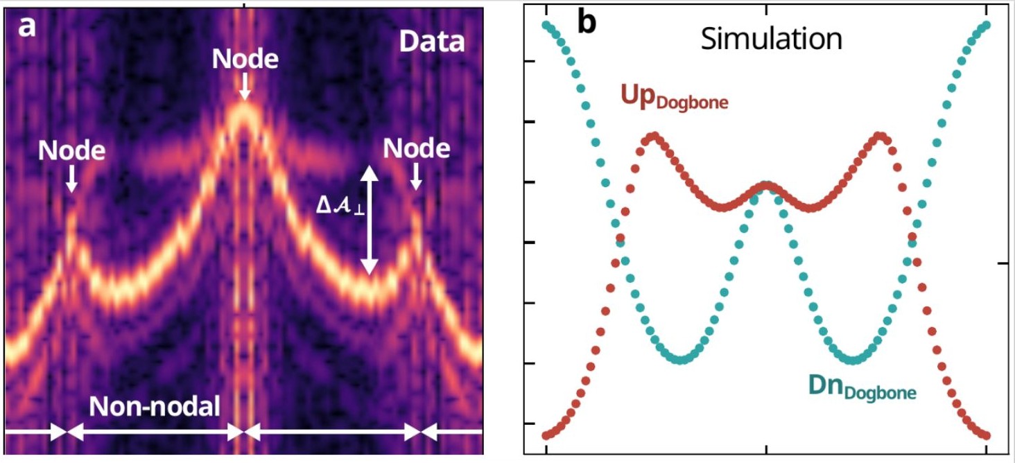 Illustration of Measured quantum-oscillation frequencies (left) match the predicted spin-up and spin-down branches. (right) The branches join at symmetry-protected nodes and separate elsewhere—the bulk fingerprint of g-wave order.