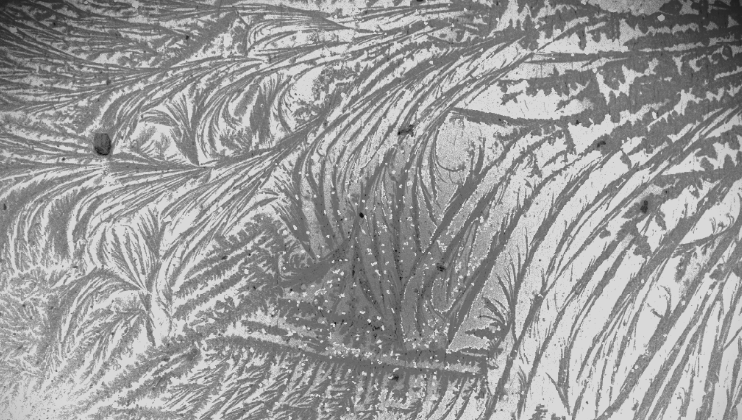 Winter Wonderland: This scanning electron microscope image, Winter Wonderland, shows a monolayer of gold nanoparticles assembled using the linker molecule cucurbit[5]uril. During drying, the linker crystallised on the surface, creating intricate, fractal like patterns that give the scene its “winter wonderland” appearance. After imaging, only brightness and contrast were adjusted to make the structures more visible. 